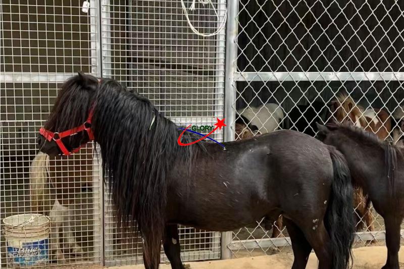 Horse Guards Welded Wire Mesh Panels in Cultivated and Breed Base of Animal